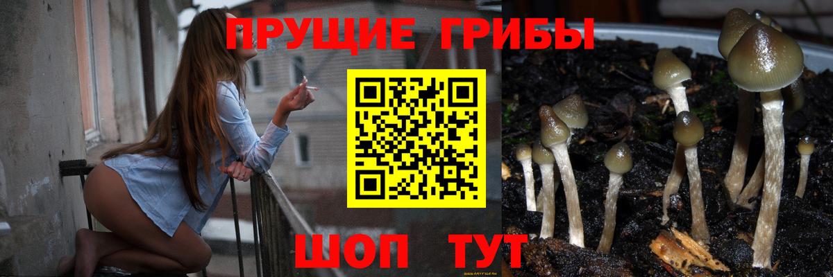Фрязино  Псилоцибиновые грибы GOLDEN TEACHER  Вход с VPN 